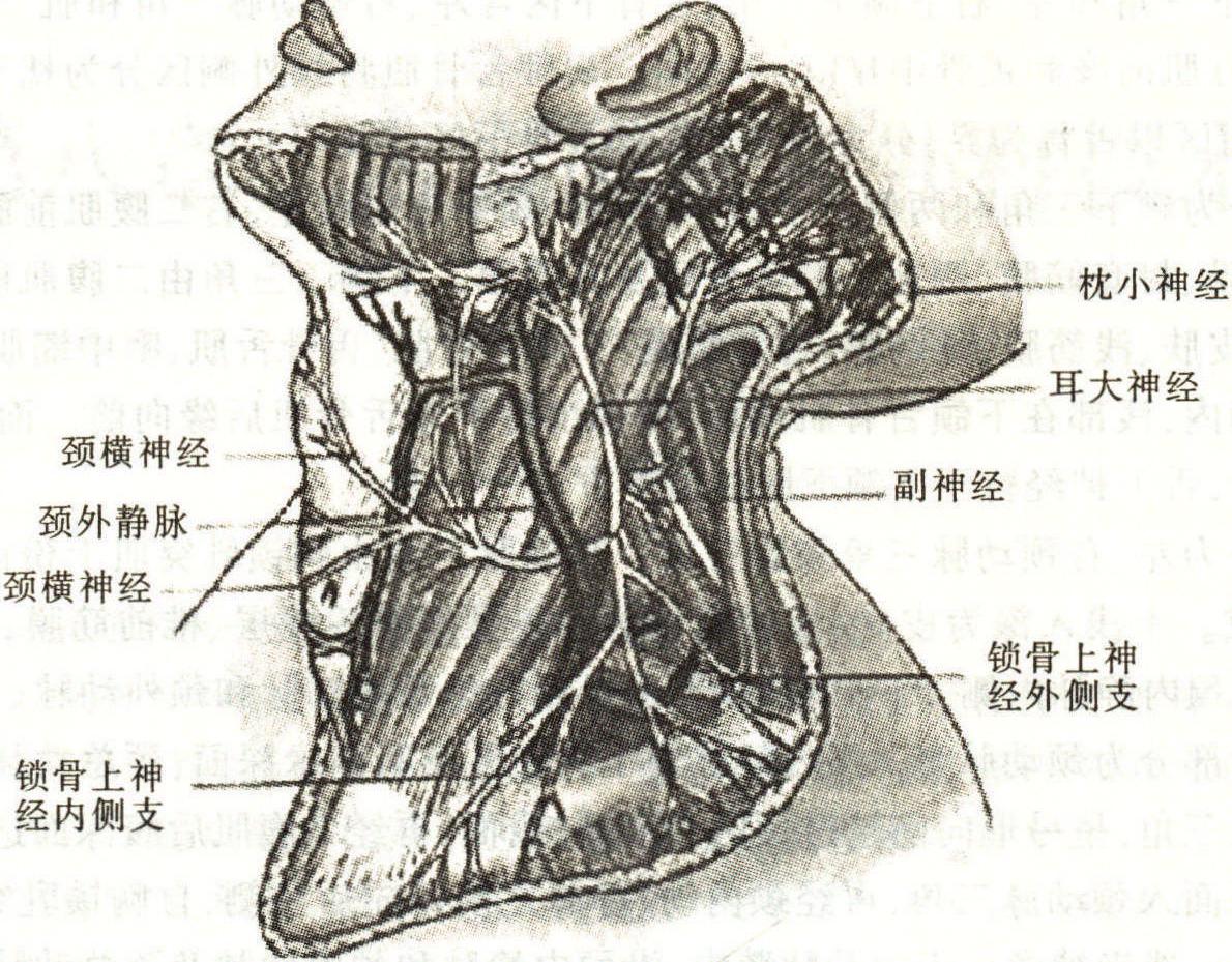 第二節(jié) 內(nèi)窺鏡下頸前路C<sub>1</sub>,C<sub>2</sub>手術(shù)技術(shù)